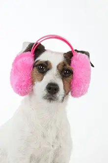 Warmer: Dog Jack Russell Terrier