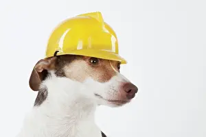 Builder: Dog Jack Russell Terrier