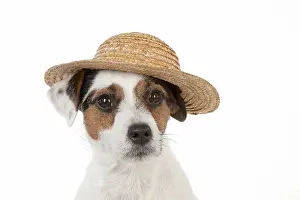 Bonnets: Dog Jack Russell Terrier