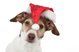 Russels: Dog Jack Russell Terrier