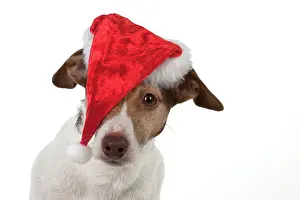 Russels: Dog Jack Russell Terrier