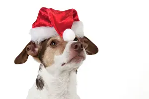 Russels: Dog Jack Russell Terrier