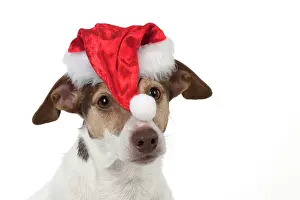 Russels: Dog Jack Russell Terrier