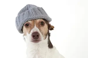 Russels: Dog Jack Russell Terrier