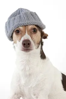 Russels: Dog Jack Russell Terrier