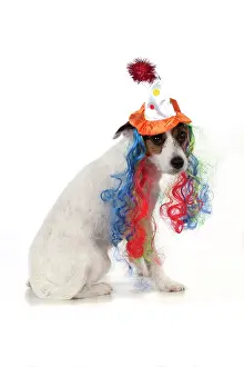 Fancy: Dog Jack Russell Terrier