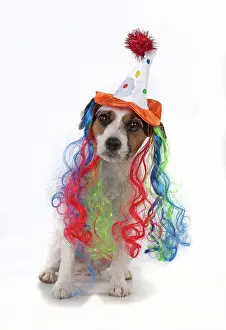 Fancy: Dog Jack Russell Terrier