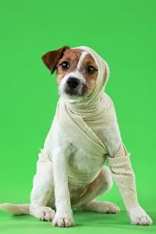 Accident: Dog - Jack Russell Terrier in a bandage