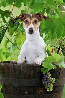Barrels: DOG. Jack russell terrier in a barrel with grapes