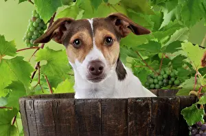 Barrels: DOG. Jack russell terrier in a barrel with grapes