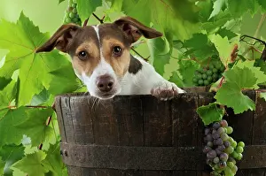 Barrels: DOG. Jack russell terrier in a barrel with grapes