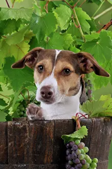Barrels: DOG. Jack russell terrier in a barrel with grapes