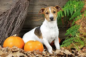Broom: DOG. Jack russell terrier with broom and pumpkins