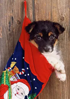 Stocking: DOG - Jack Russell Terrier cross puppy in Christmas stocking