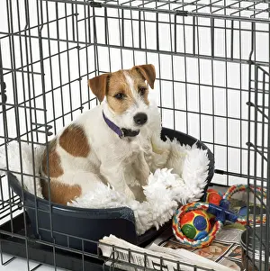 Carriers: DOG - Jack Russell Terrier in Dog Cage