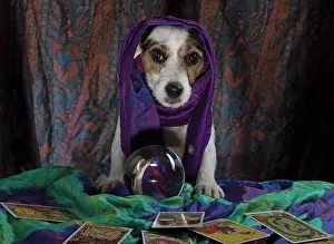 Scarves: Dog