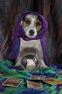 Scarves: Dog