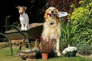 Helping: DOG. Jack russell terrier and golden retreiver