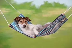 Hammock: DOG - Jack russell terrier laying in hammock