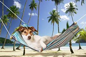 Hammock: DOG - Jack russell terrier laying in hammock