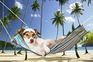 Handkerchief: DOG - Jack russell terrier lying in hammock