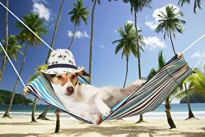 250721: DOG - Jack Russell Terrier lying in hammock wearing hat