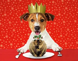 Pudding: DOG - Jack Russell Terrier with open mouth wearing