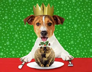 Russell: DOG - Jack Russell Terrier with open mouth wearing