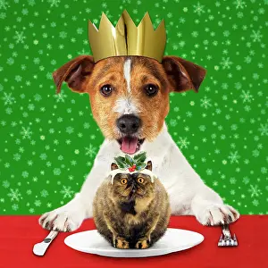 Pudding: DOG - Jack Russell Terrier with open mouth wearing Chris