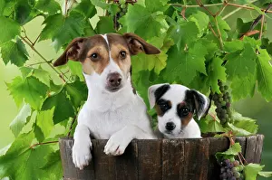 Barrels: DOG. Jack russell terrier and parson jack russell