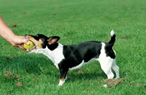 Retrieving: Dog - Jack Russell Terrier playing with ball in man's hand