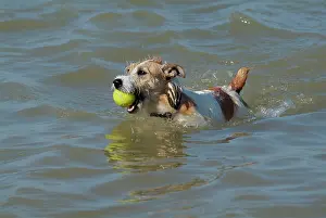Retrieving: Dog - Jack Russell Terrier playing with ball in the sea