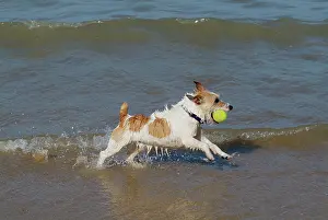 Retrieving: Dog - Jack Russell Terrier playing with ball in the sea