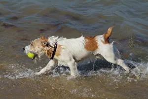 Retrieving: Dog - Jack Russell Terrier playing with ball in the sea
