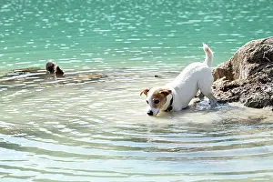 John Holmes: Dog - Jack Russell Terrier - playing in water