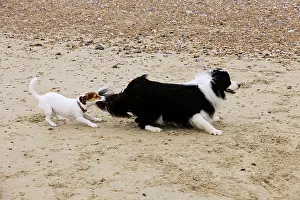 Bullying: DOG. Jack russell terrier pulling on border collies tail