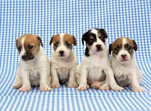 Gingham: DOG - Jack Russell Terrier puppies on blue gingham