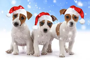 Jack: DOG. Three Jack Russell Terrier puppies, sitting
