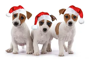 Jack: DOG. Three Jack Russell Terrier puppies, sitting