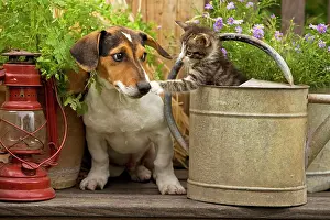 Nervous: Dog - Jack Russell Terrier puppy (3 months old)