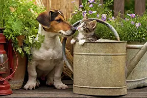 Jack: Dog - Jack Russell Terrier puppy (3 months old)