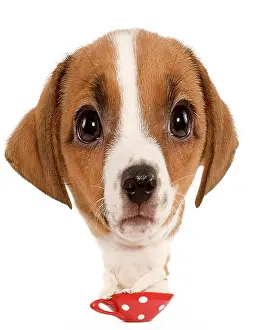 Cups: Dog - Jack Russell Terrier - puppy