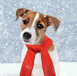 Scarves: Dog - Jack Russell Terrier Puppy