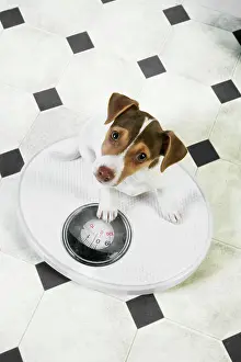 Bathroom: Dog - Jack Russell Terrier puppy on bathroom scales