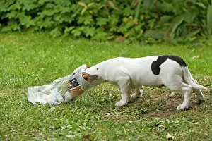 Discarded: Dog - Jack Russell Terrier puppy - looking in discarded