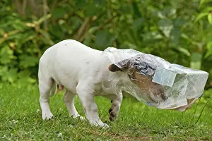 Discarded: Dog - Jack Russell Terrier puppy - looking in discarded