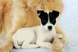 Chest: DOG. Jack russell terrier puppy lying in front