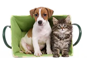Skogkatt: Dog - Jack Russell Terrier puppy with Norwegian