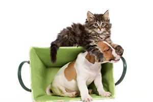Skogkatt: Dog - Jack Russell Terrier puppy playing with Norwegian
