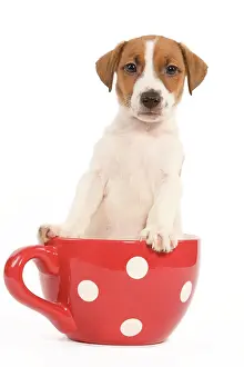 Cups: Dog - Jack Russell Terrier puppy in a red & white